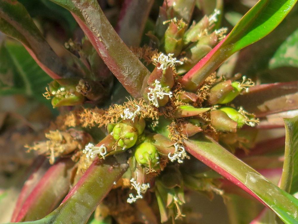 Photo of Madagascar Jewel (Euphorbia leuconeura) uploaded by Baja_Costero