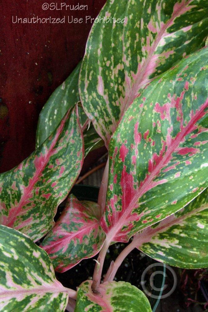 Photo of Chinese Evergreen (Aglaonema 'Sparkling Sarah') uploaded by DaylilySLP
