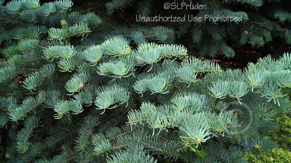Photo of White Fir (Abies concolor) uploaded by DaylilySLP