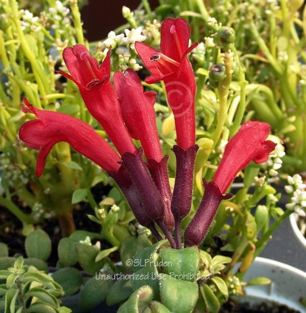 Photo of Lipstick Plant (Aeschynanthus 'Rasta') uploaded by DaylilySLP