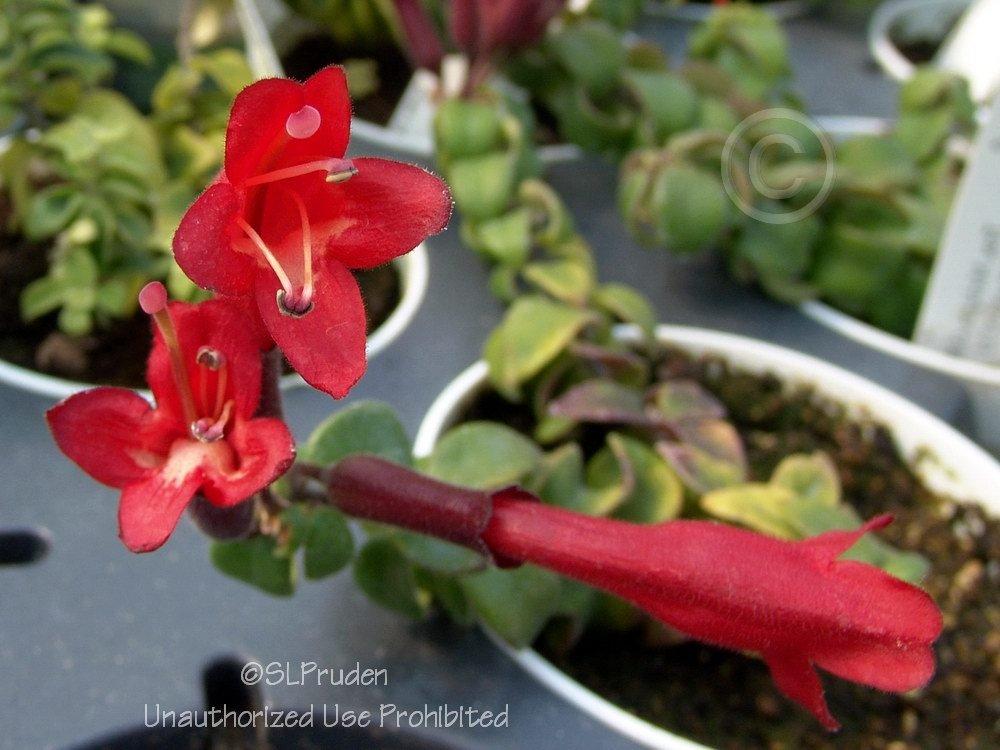 Photo of Lipstick Plant (Aeschynanthus 'Rasta') uploaded by DaylilySLP