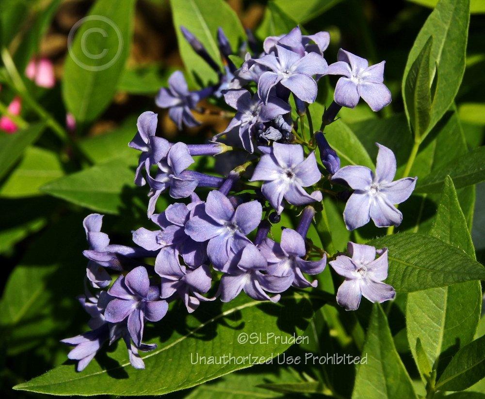 Photo of Blue Star (Amsonia 'Blue Ice') uploaded by DaylilySLP