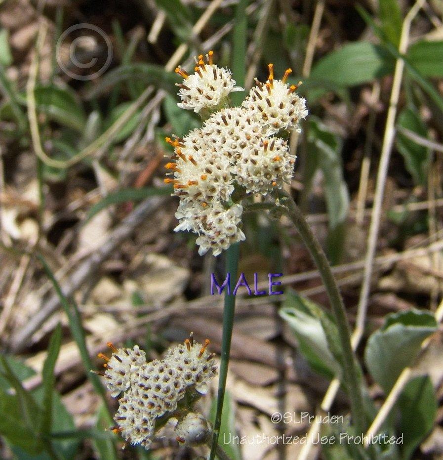 Photo of Plantain-Leaf Pussytoes (Antennaria plantaginifolia) uploaded by DaylilySLP