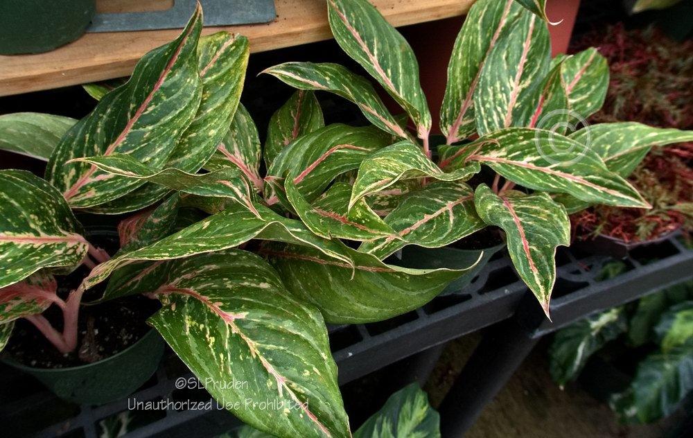 Photo of Chinese Evergreen (Aglaonema 'Sparkling Sarah') uploaded by DaylilySLP