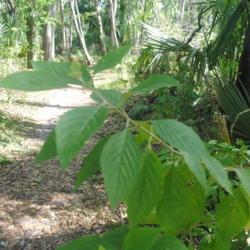 Location: Fern Forest Nature Center in Coconut Creek, FL
Date: 2018-03-27
the large leaves