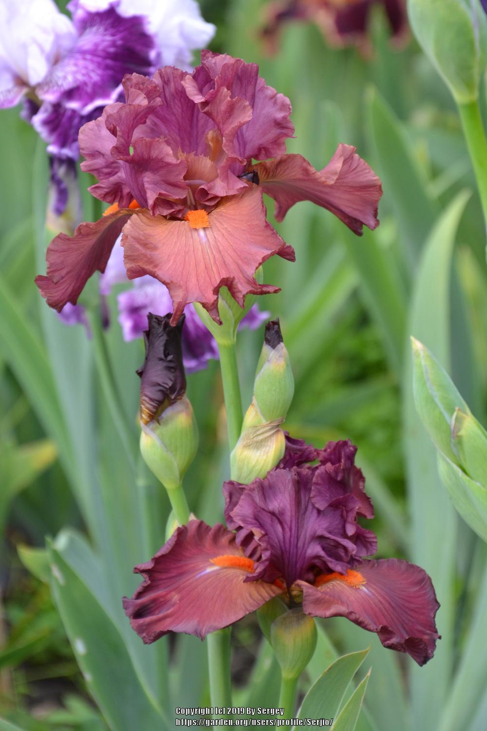 Photo of Tall Bearded Iris (Iris 'Pleasant Surprise') uploaded by Serjio