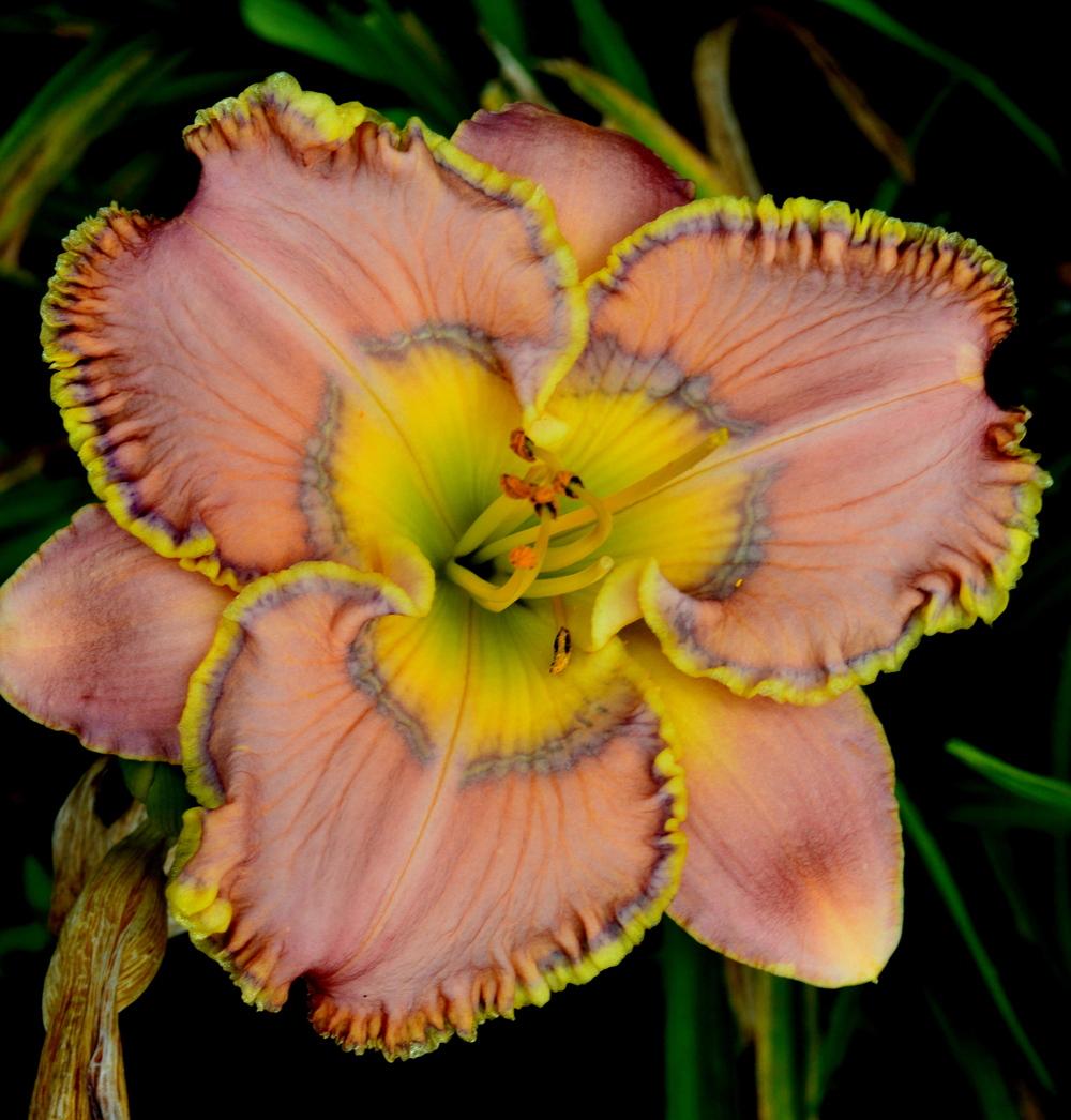 Photo of Daylily (Hemerocallis 'Mystical Intuition') uploaded by Tambookie