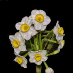 Location: Botanical Gardens of the State of Georgia...Athens, Ga
Date: 2019-03-03
Tazetta Daffodil - Narcissus Minnow 011