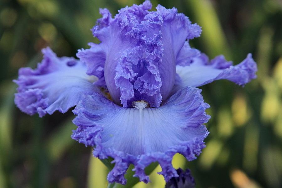 Photo of Tall Bearded Iris (Iris 'Super Model') uploaded by dimson67