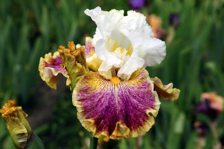 Photo of Tall Bearded Iris (Iris 'Sordid Lives') uploaded by dimson67