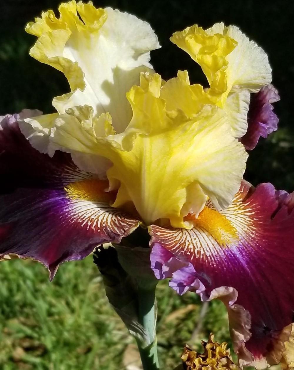 Photo of Tall Bearded Iris (Iris 'Battle of the Bands') uploaded by jigs1968
