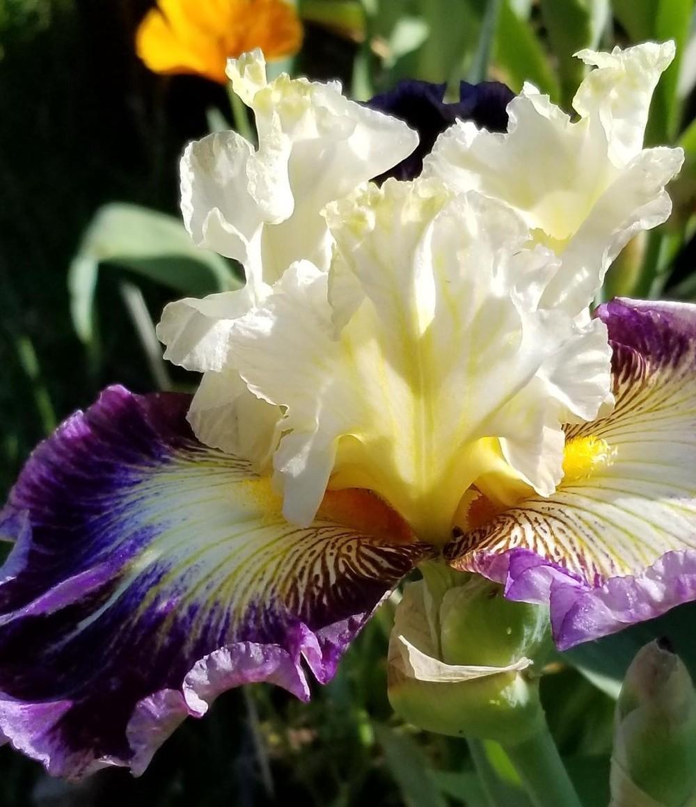 Photo of Tall Bearded Iris (Iris 'Cold Fusion') uploaded by jigs1968