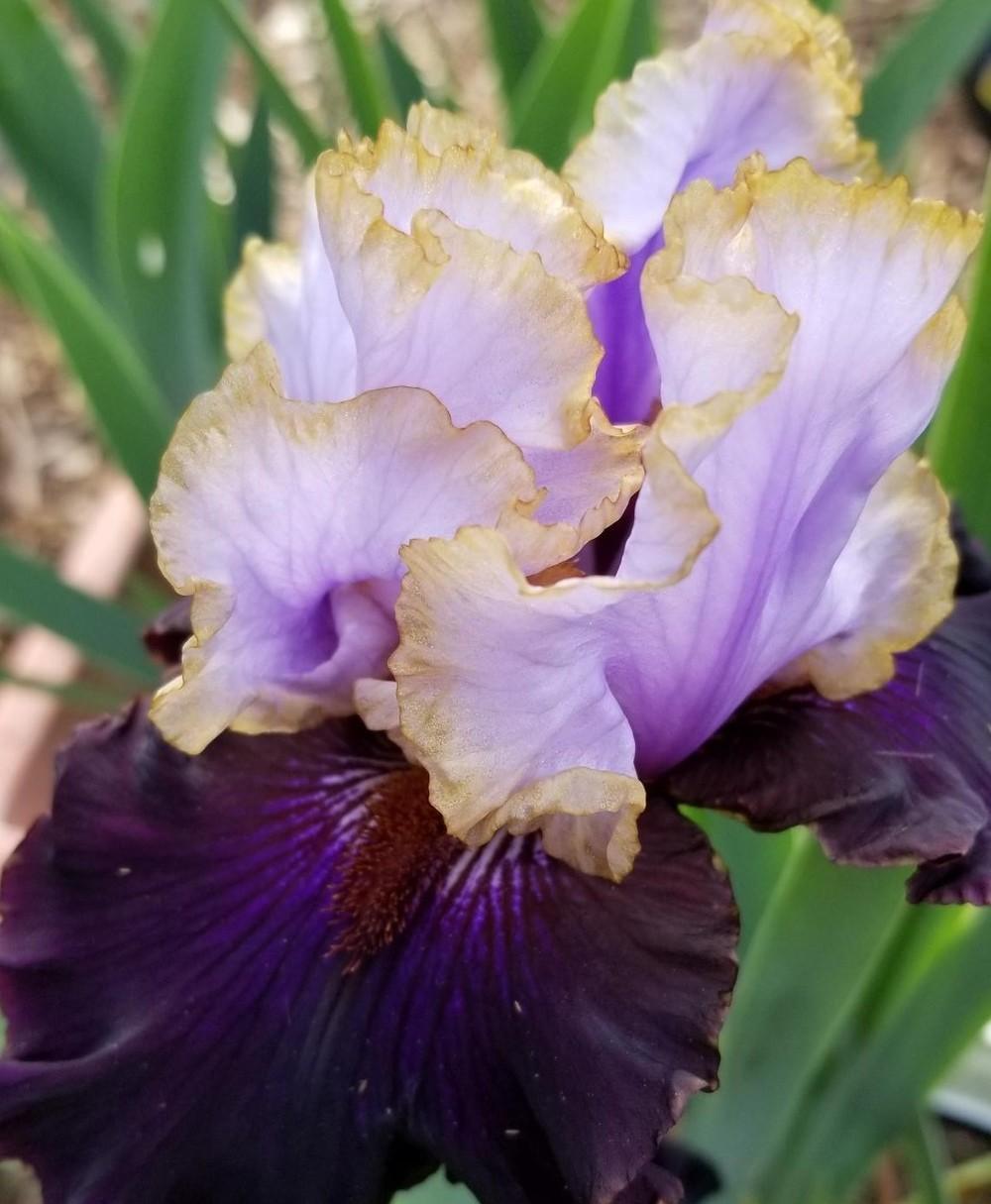 Photo of Tall Bearded Iris (Iris 'Edge of the World') uploaded by jigs1968