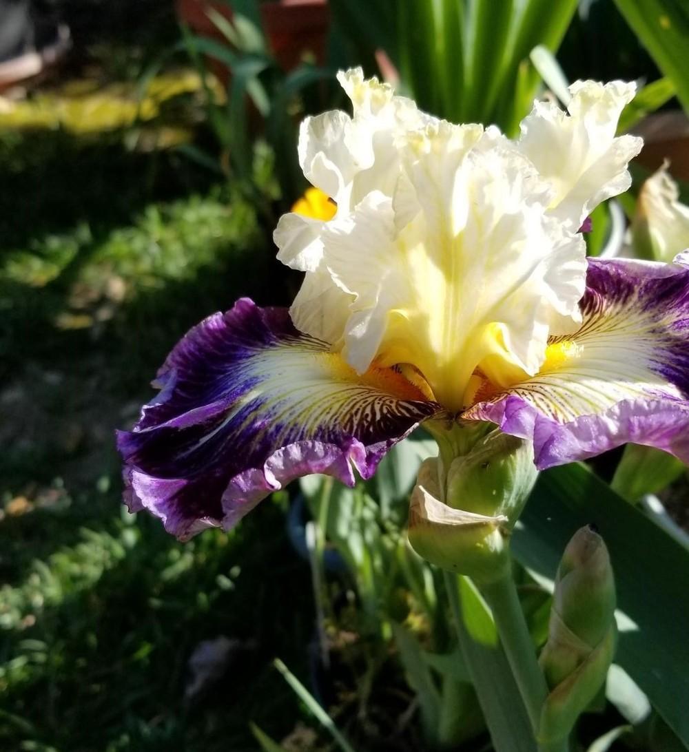 Photo of Tall Bearded Iris (Iris 'Cold Fusion') uploaded by jigs1968