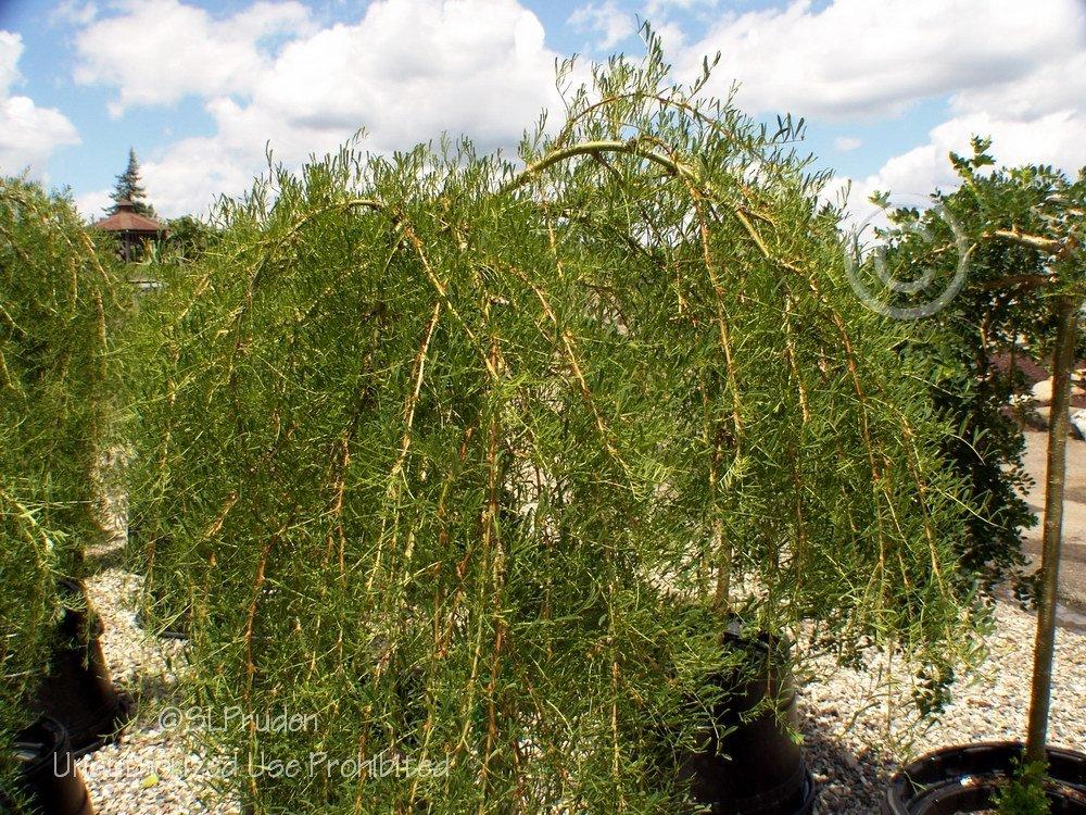 Photo of Weeping Pea Shrub (Caragana arborescens 'Walker') uploaded by DaylilySLP