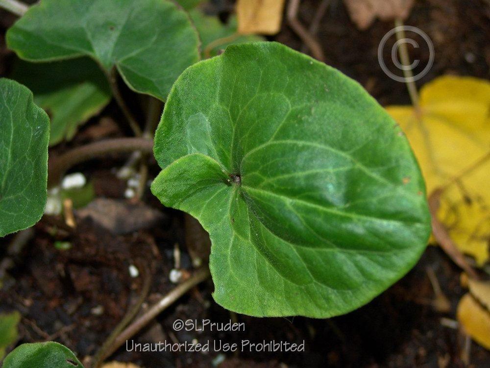Photo of Wild Ginger (Asarum canadense) uploaded by DaylilySLP