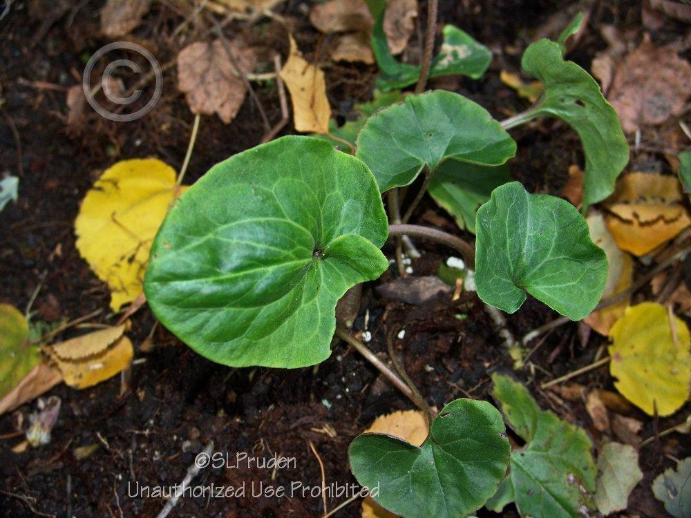 Photo of Wild Ginger (Asarum canadense) uploaded by DaylilySLP