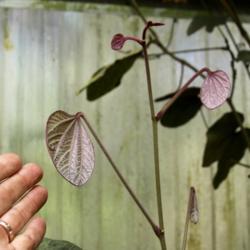 Location: My greenhouse, Florida
Date: 2019-03-06
New growth on this vining large growing Bauhinia is a lovely irid