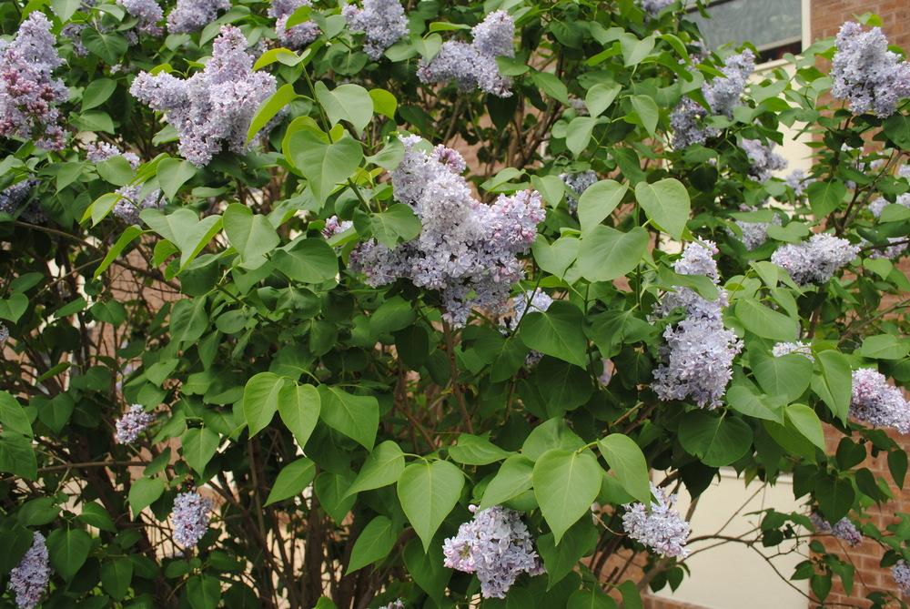 Photo of Common Lilac (Syringa vulgaris) uploaded by ILPARW