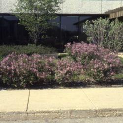 Location: Aurora, Illinois
Date: May in the early 1980's
hedge border at a clinic building