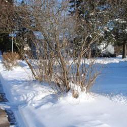 Location: Downingtown, Pennsylvania
Date: 2009-12-20
two shrubs in winter