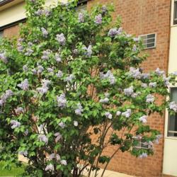 Location: Downingtown, Pennsylvania
Date: 2017-04-20
full-grown regular Common Lilac