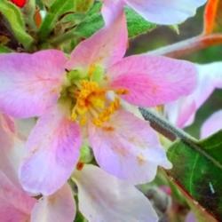 Location: Glendale, AZ
Date: 2019-03-05
Dorsett Apple Tree Bloom.