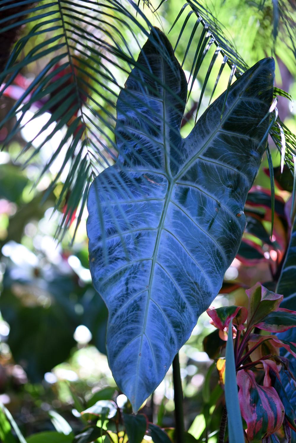 Photo of Elephant Ears (Alocasia) (Alocasia) uploaded by cliftoncat