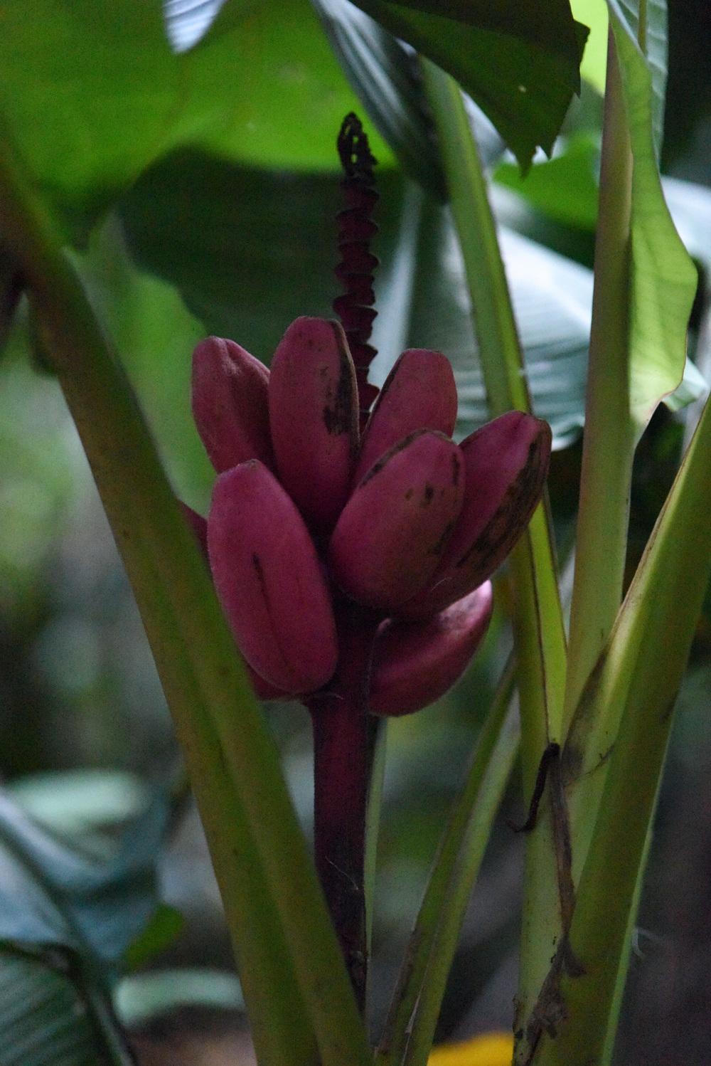 Photo of Pink Fruiting Banana (Musa velutina) uploaded by cliftoncat