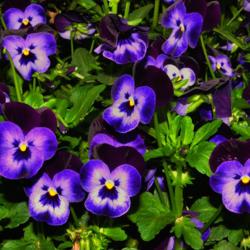 Location: Botanical Gardens of the State of Georgia...Athens, Ga
Date: 2019-03-03
Blue Pansies 001