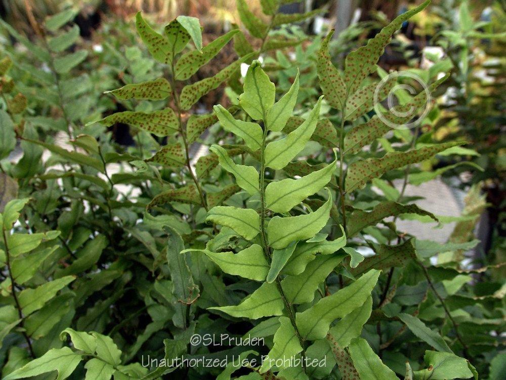 Photo of Hardy Japanese Holly Fern (Cyrtomium fortunei) uploaded by DaylilySLP