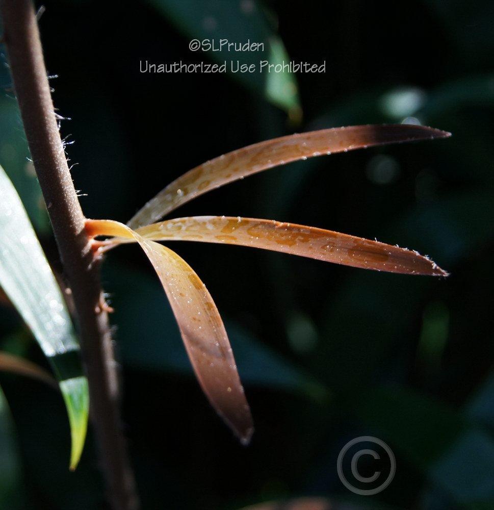 Photo of Bamboo Cycad (Ceratozamia hildae) uploaded by DaylilySLP