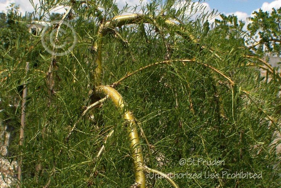 Photo of Weeping Pea Shrub (Caragana arborescens 'Walker') uploaded by DaylilySLP