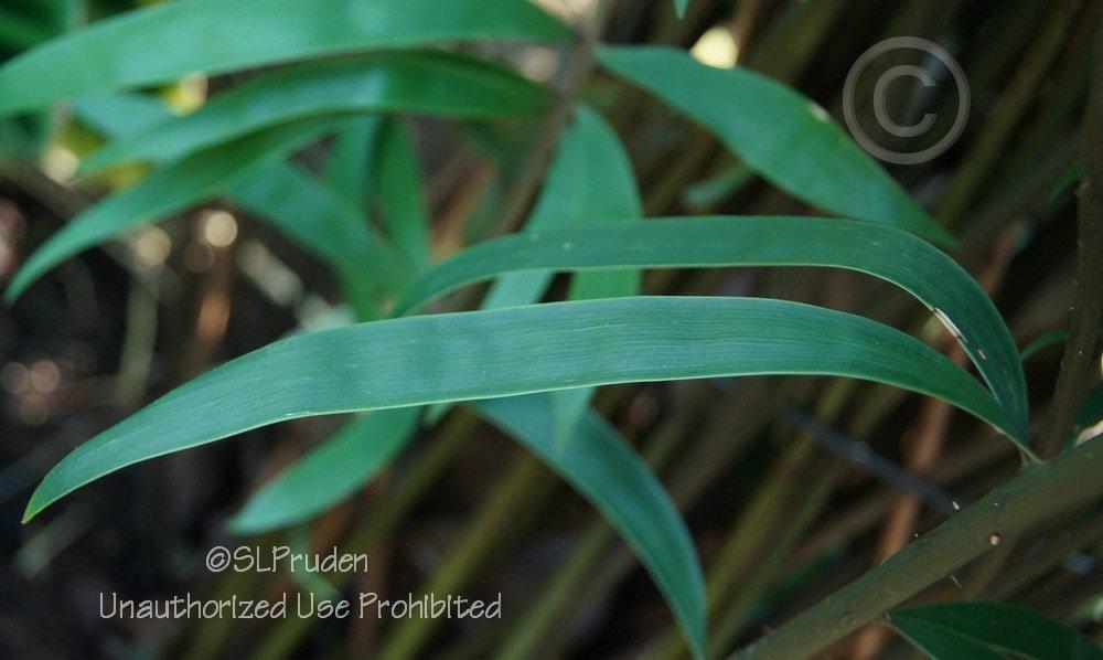 Photo of Bamboo Cycad (Ceratozamia hildae) uploaded by DaylilySLP