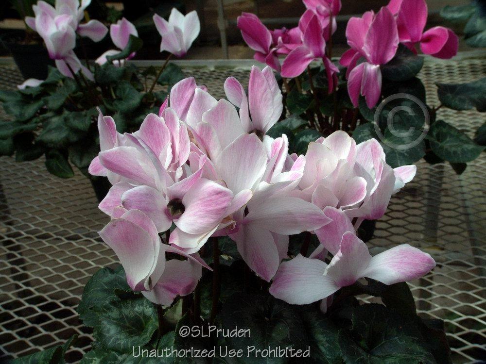 Photo of Florist's Cyclamen (Cyclamen persicum) uploaded by DaylilySLP