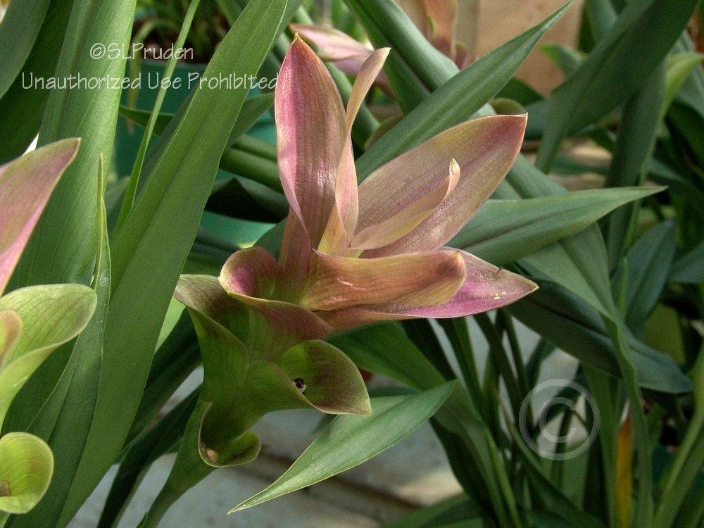 Photo of Siam Tulip (Curcuma alismatifolia) uploaded by DaylilySLP