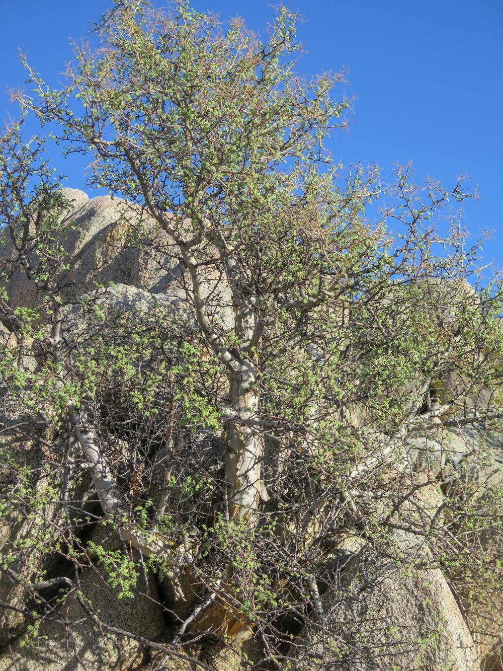 Photo of Baja Elephant Bush (Pachycormus discolor) uploaded by Baja_Costero