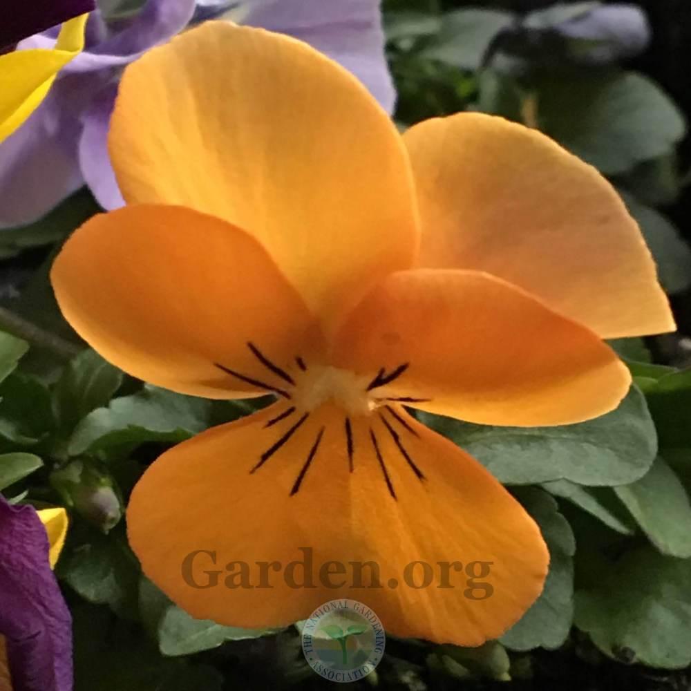 Photo of Violet (Viola cornuta Sorbet® XP Orange) uploaded by BlueOddish