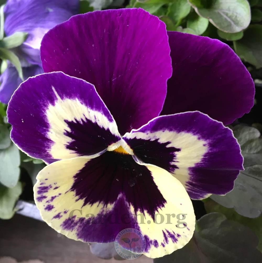 Photo of Pansy (Viola x wittrockiana) uploaded by BlueOddish