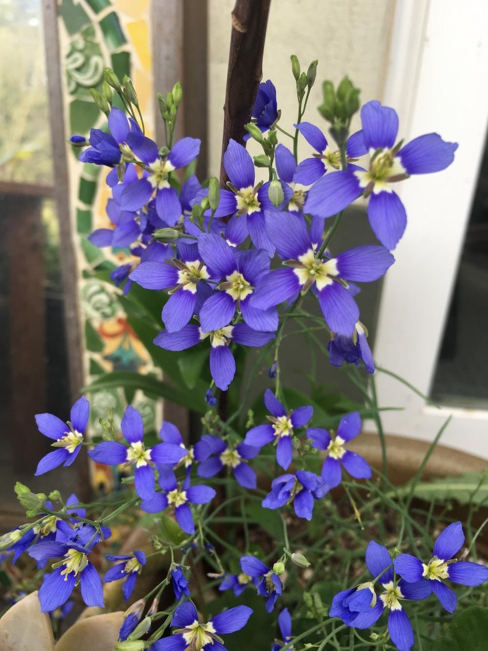 Photo of False Blue Flax (Heliophila coronopifolia) uploaded by Calif_Sue