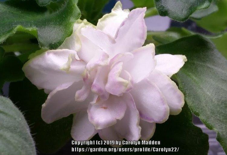 Photo of African Violet (Streptocarpus 'LE Chateau Margaux') uploaded by Carolyn22