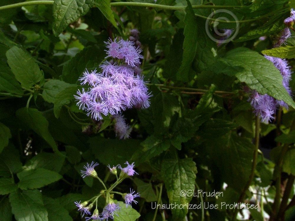 Photo of Blue Mistflower (Conoclinium coelestinum) uploaded by DaylilySLP