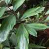 Frond that seems to be showing variegation!