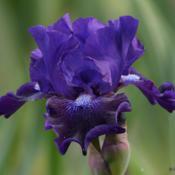 First year bloom of a faboulus iris