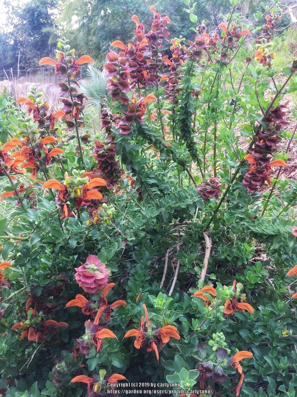 Photo of Brown Salvia (Salvia aurea) uploaded by carlysuko