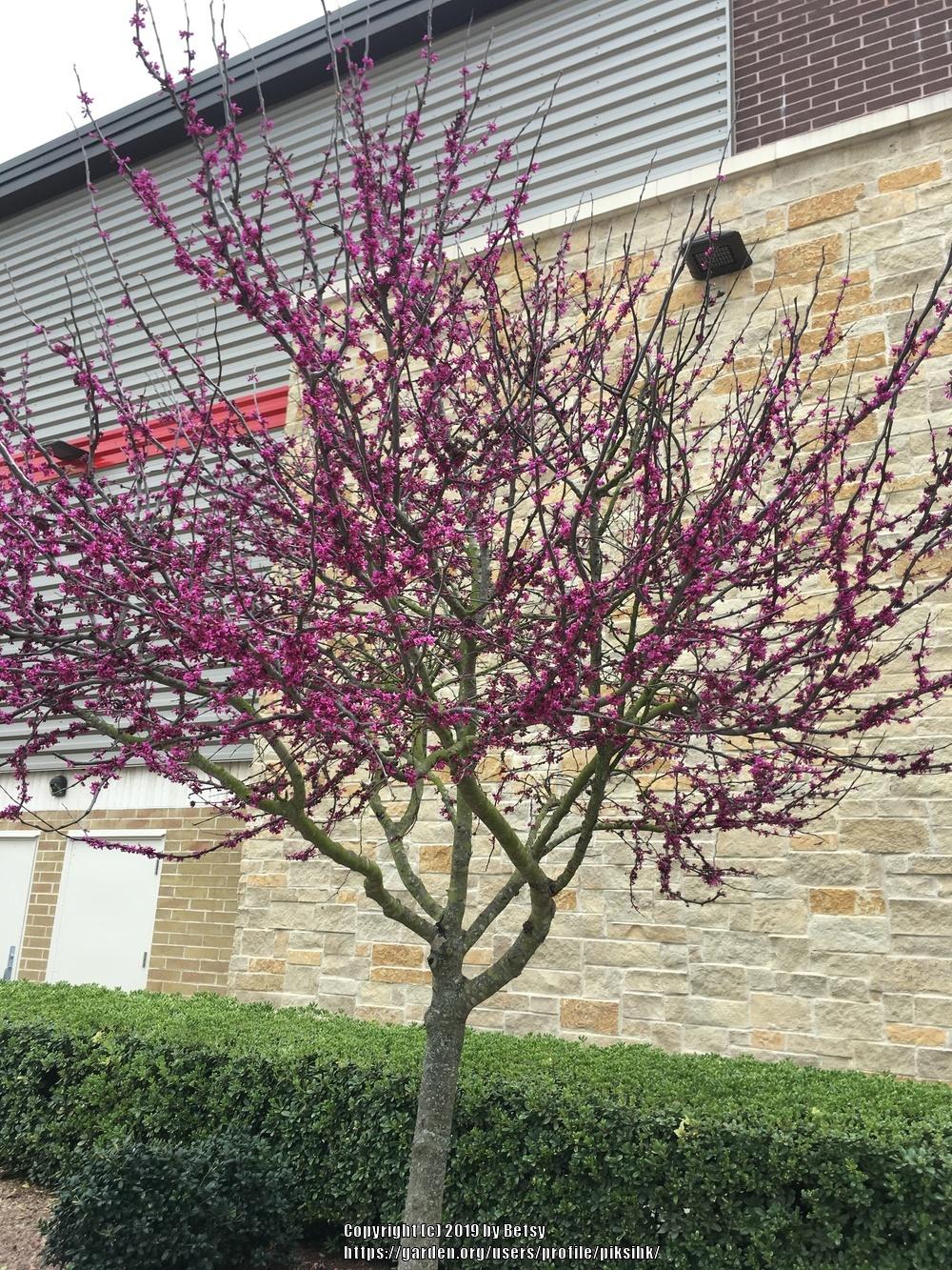Photo of Redbud (Cercis) uploaded by piksihk