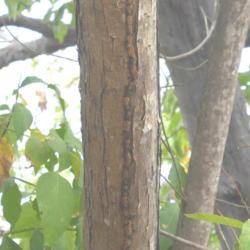 Location: Manzanillo, Colima Mexico (USDA Zone 11)
Date: 2019-03-01
Close up of bark of Barcino (Cordia elaeagnoides)