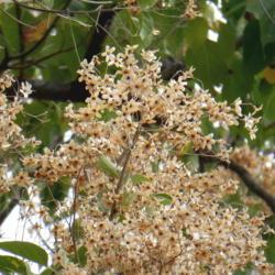 Location: Manzanillo, Colima Mexico (USDA Zone 11)
Date: 2019-03-01
Cordia elaeagnoides close up of marcescent flowers at the end of 