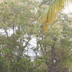 Location: Manzanillo, Colima Mexico (USDA Zone 11)
Date: 2019-03-01
Cordia elaeagnoides group of almost most of the tree forgiving th