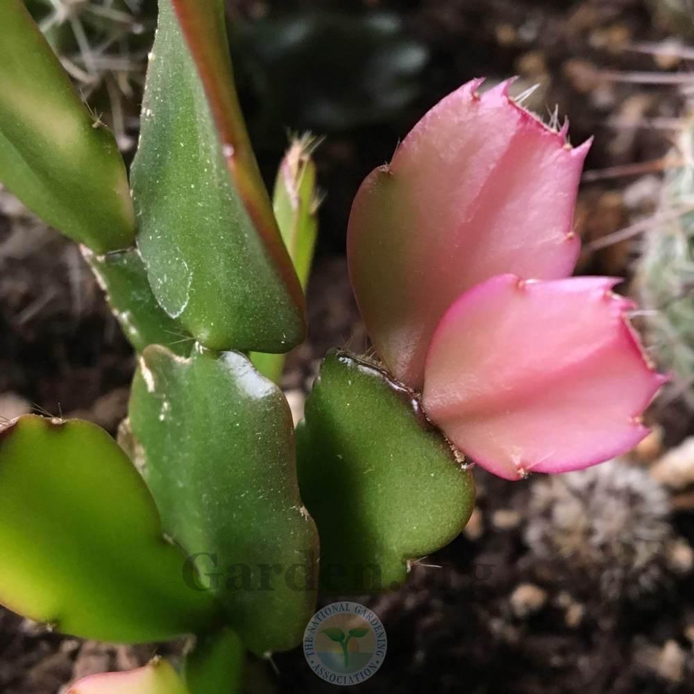 Photo of Easter Cactus (Hatiora) uploaded by BlueOddish